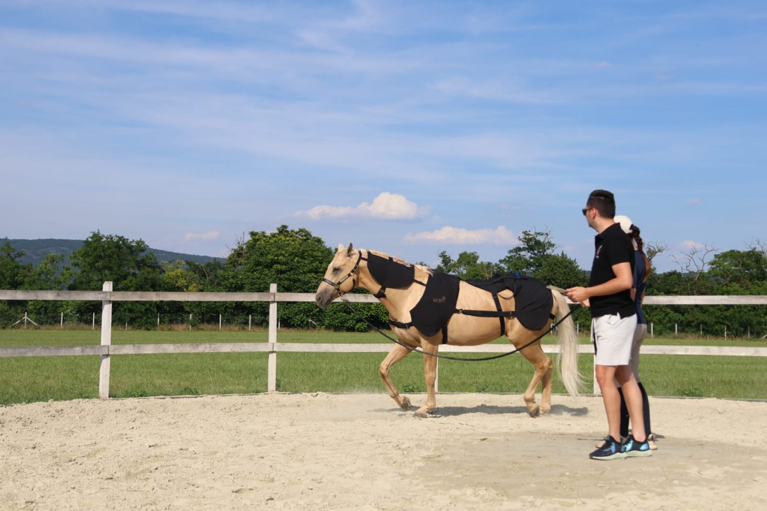 A horse worked in the REQVIS blanket on the lunge